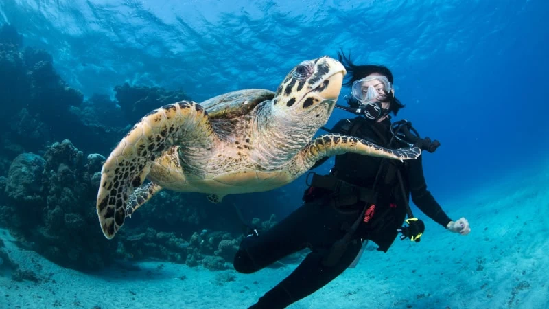 Turtle at Marsa Alam